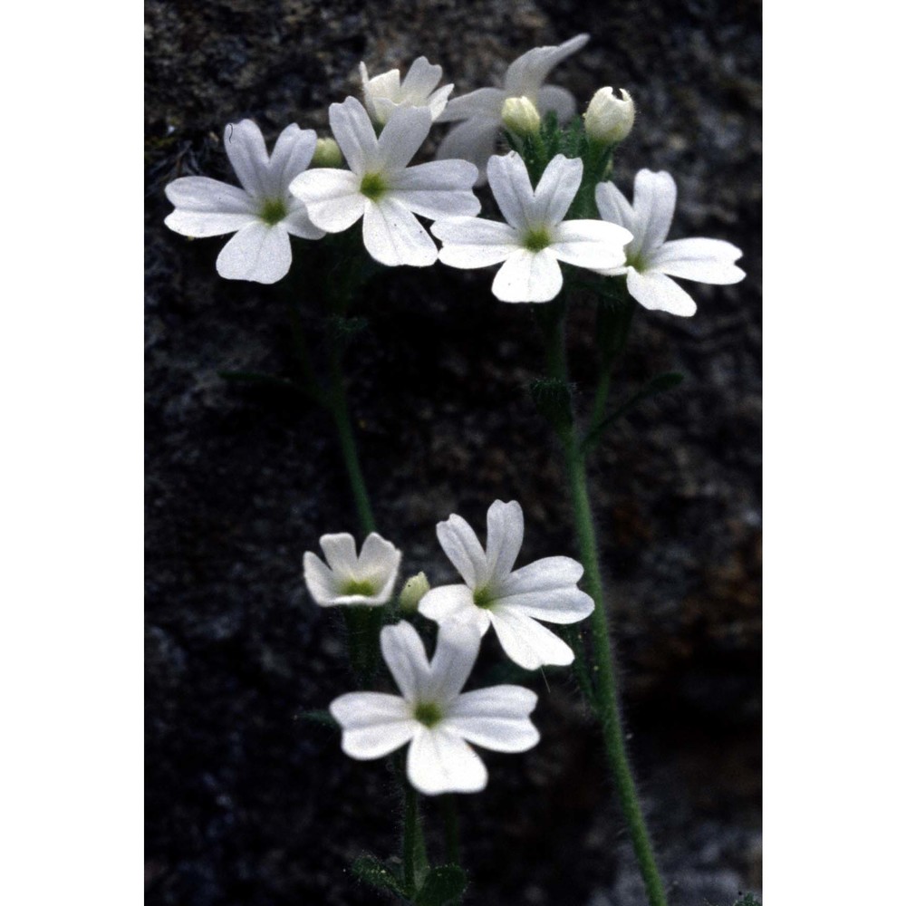 erinus alpinus l.