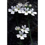 erinus alpinus l.