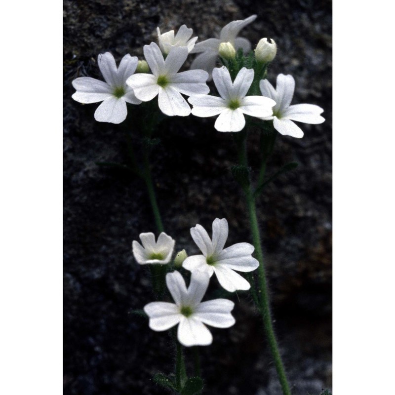erinus alpinus l.