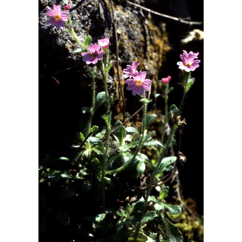 erinus alpinus l.