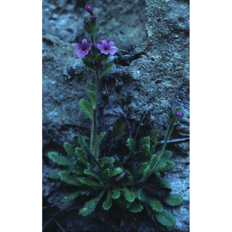 erinus alpinus l.