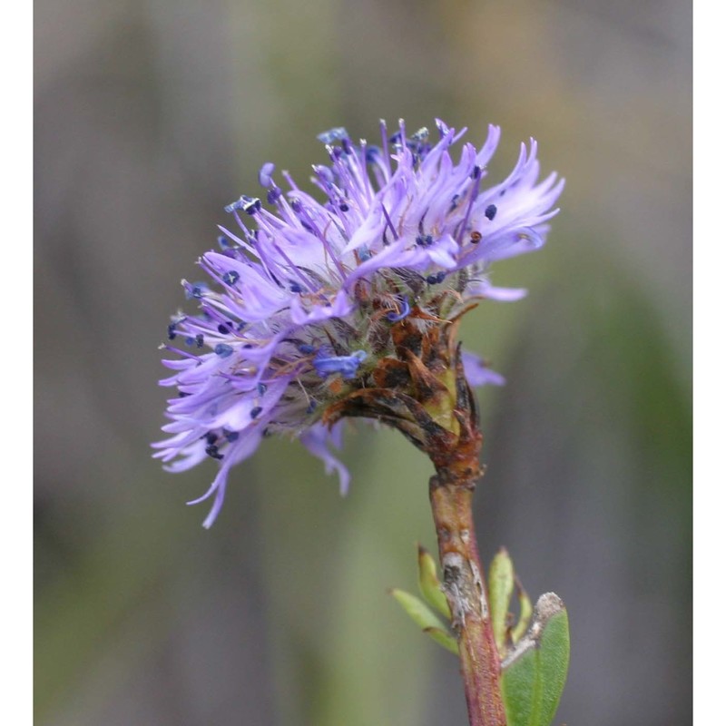 globularia alypum l.