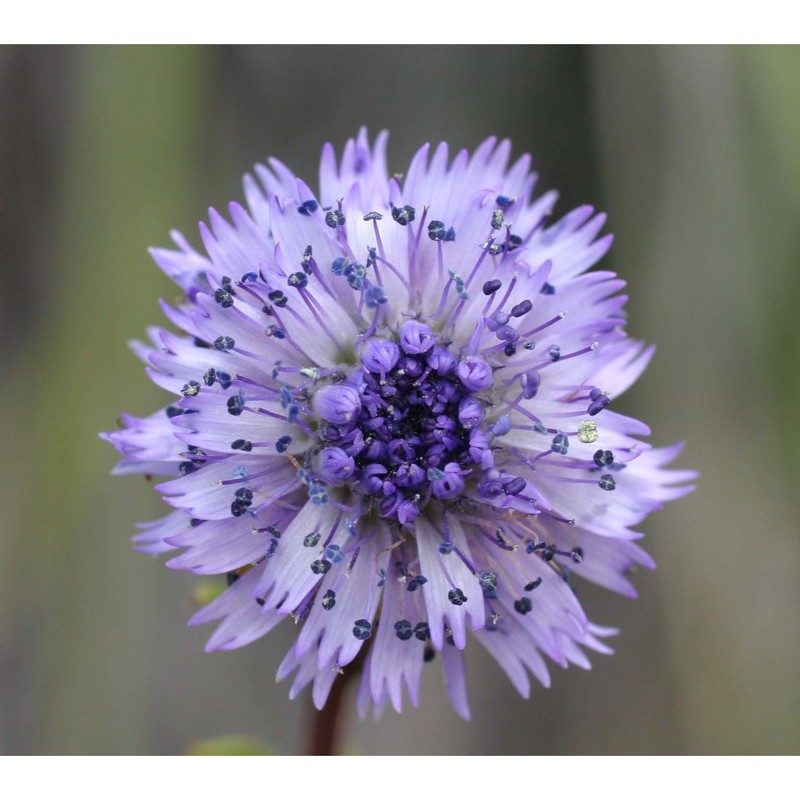 globularia alypum l.