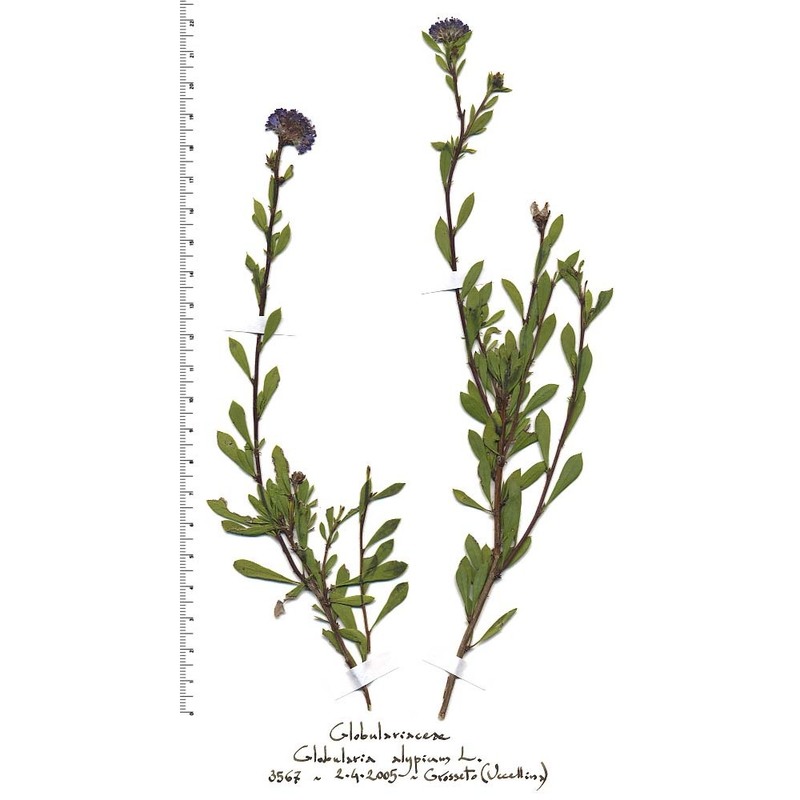 globularia alypum l.