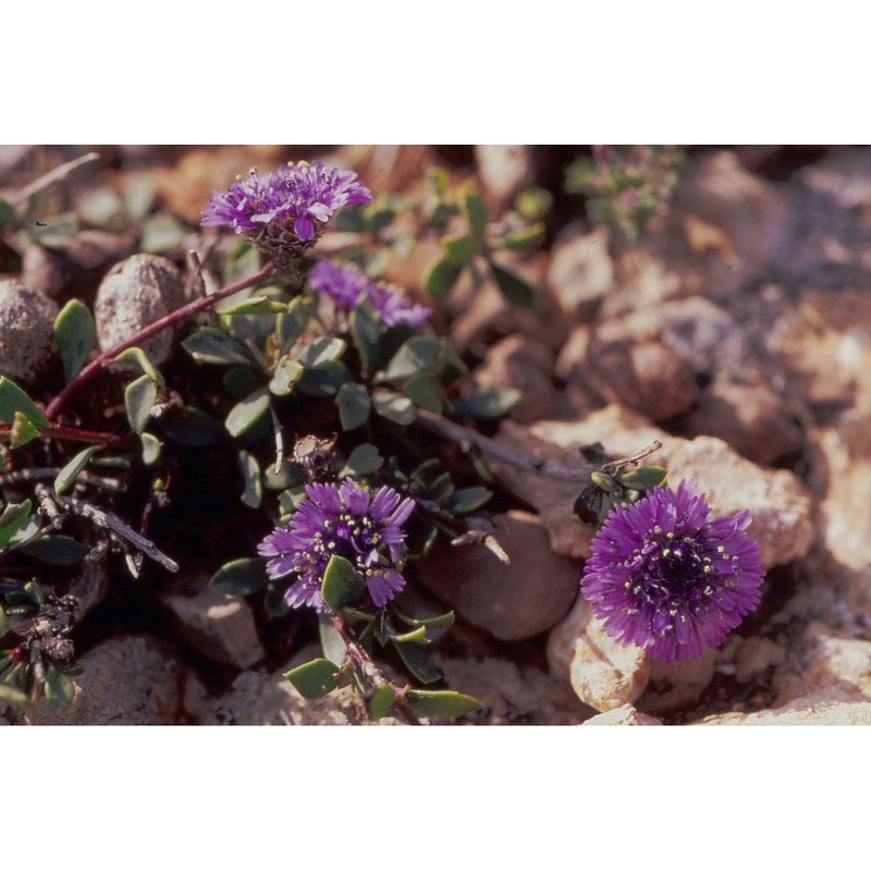 globularia alypum l.