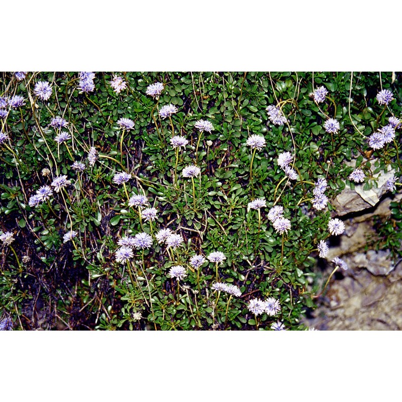 globularia cordifolia l.