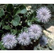 globularia incanescens viv.