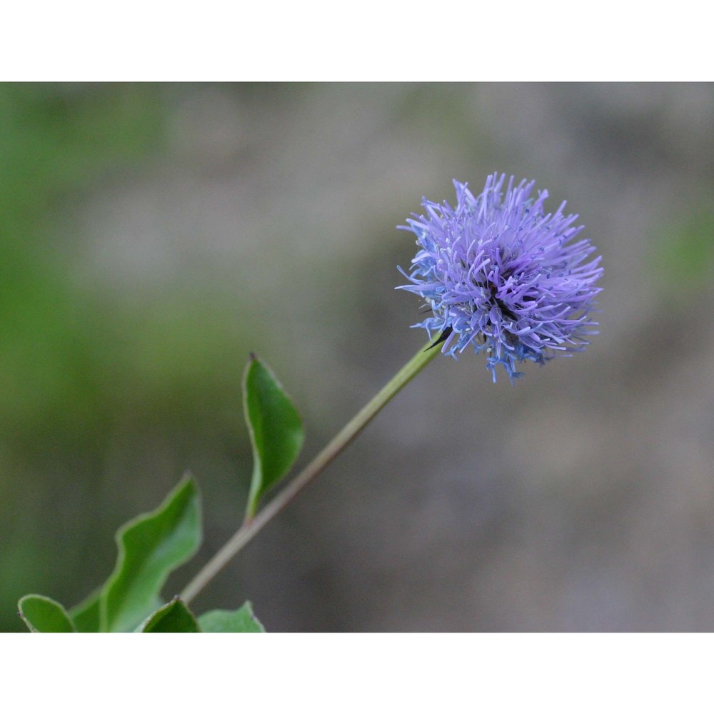 globularia incanescens viv.