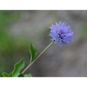 globularia incanescens viv.