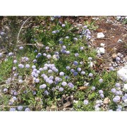 globularia meridionalis (podp.) o. schwarz