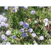 globularia meridionalis (podp.) o. schwarz