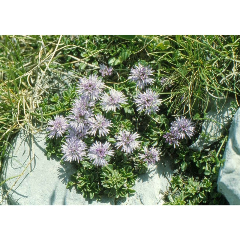 globularia meridionalis (podp.) o. schwarz