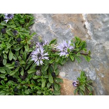 globularia neapolitana o. schwarz