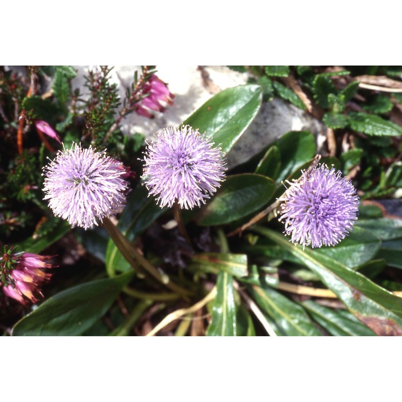 globularia nudicaulis l.