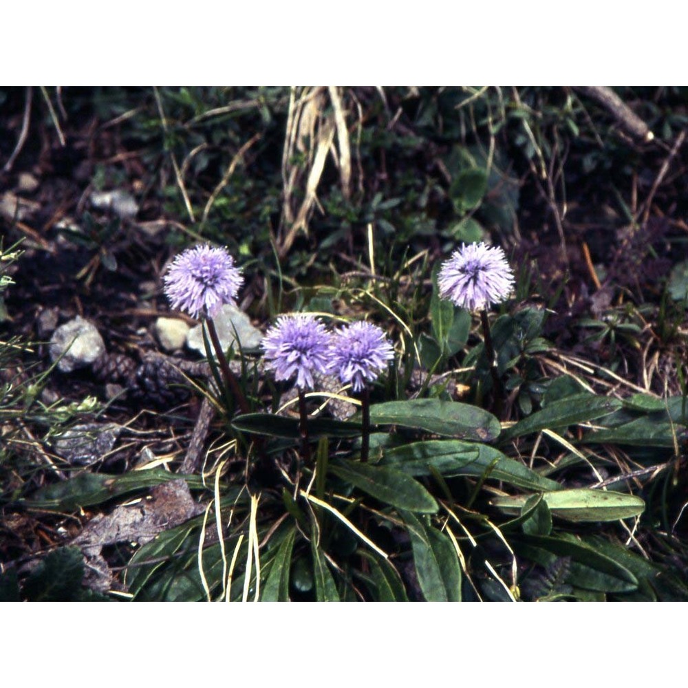 globularia nudicaulis l.