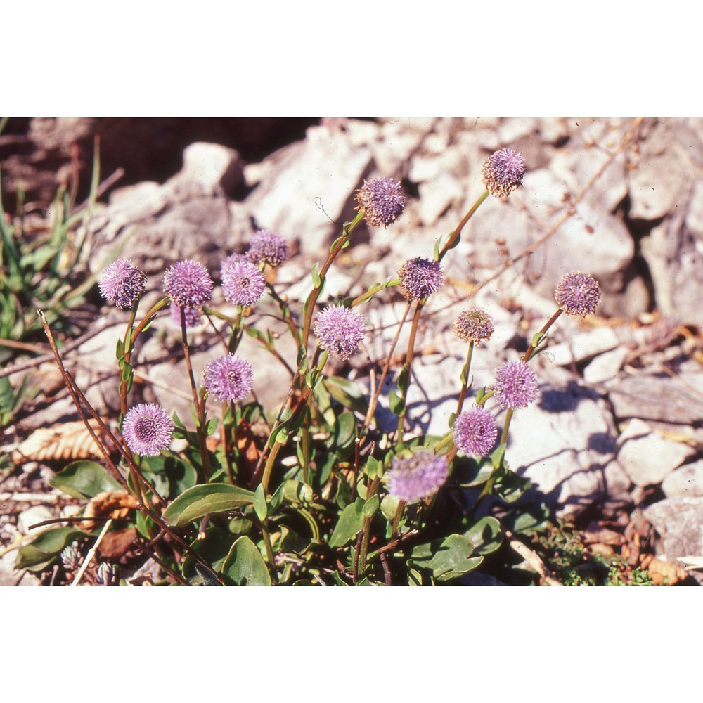 globularia nudicaulis l.