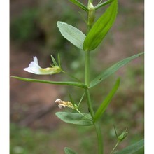 gratiola officinalis l.