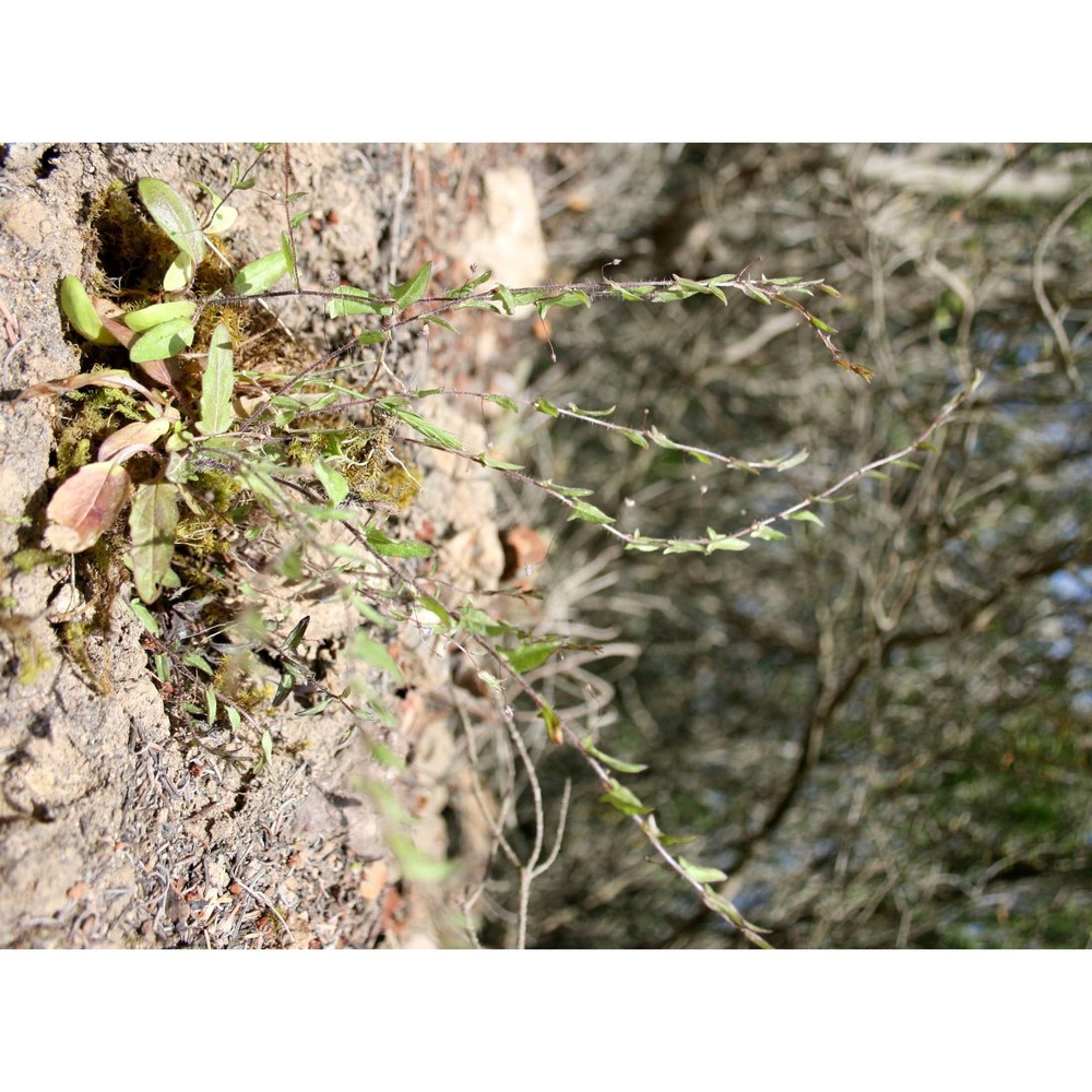 kickxia cirrhosa (l.) fritsch