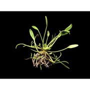 limosella aquatica l.