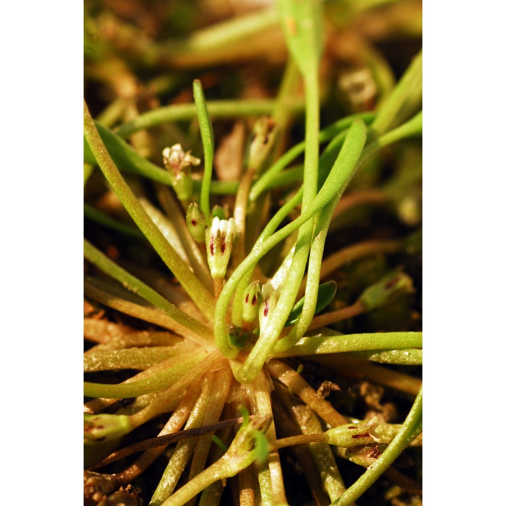 limosella aquatica l.