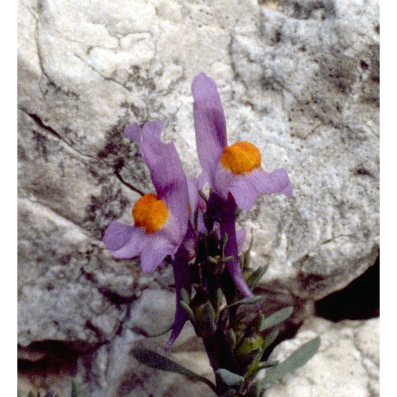 linaria alpina (l.) mill.