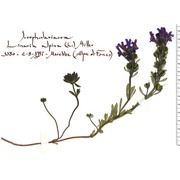 linaria alpina (l.) mill.