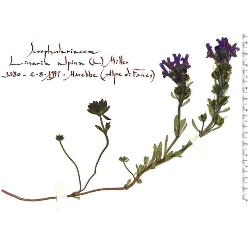 linaria alpina (l.) mill.