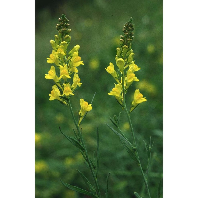 linaria angustissima (loisel.) borbás