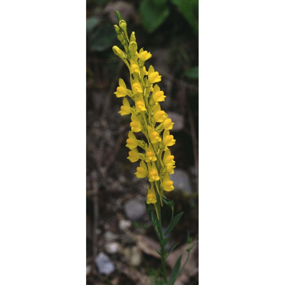 linaria angustissima (loisel.) borbás