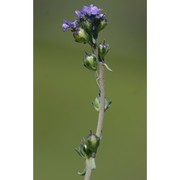 linaria arvensis (l.) desf.