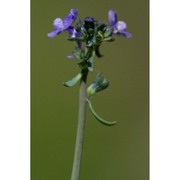 linaria arvensis (l.) desf.