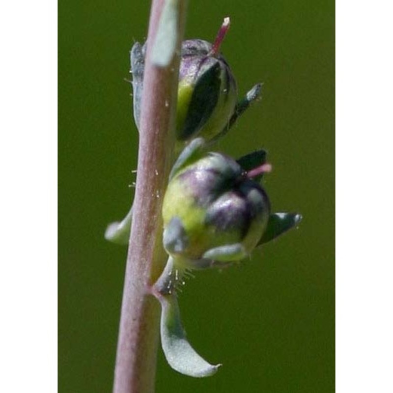 linaria arvensis (l.) desf.