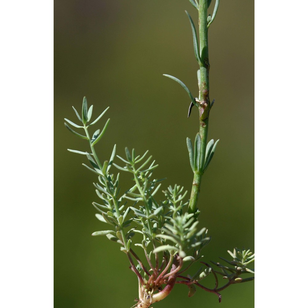 linaria arvensis (l.) desf.