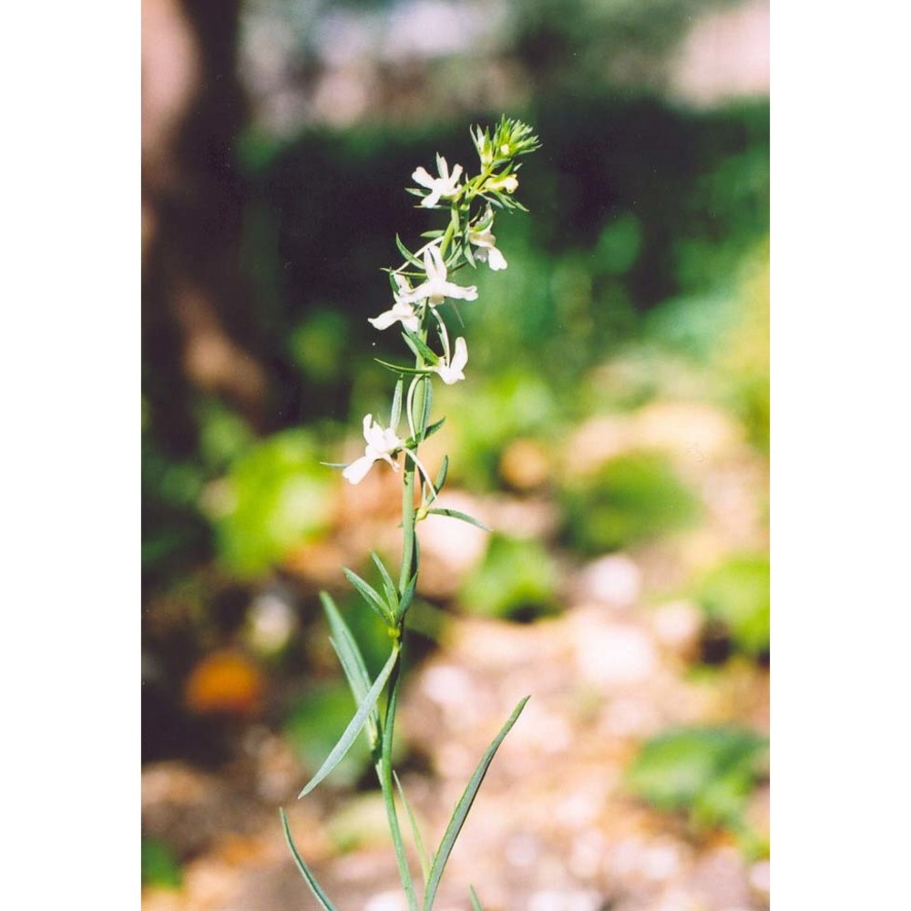 linaria chalepensis (l.) mill.