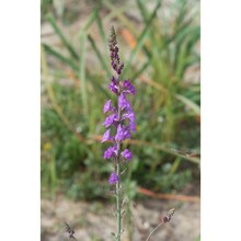 linaria cossonii barratte