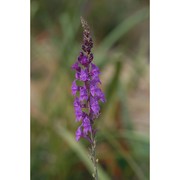 linaria cossonii barratte