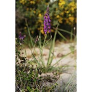 linaria cossonii barratte