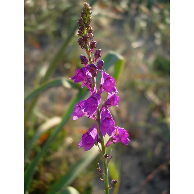 linaria cossonii barratte