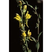 linaria dalmatica (l.) mill.