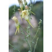 linaria dalmatica (l.) mill.