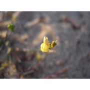 linaria flava (poir.) desf. subsp. sardoa (sommier) a. terracc.