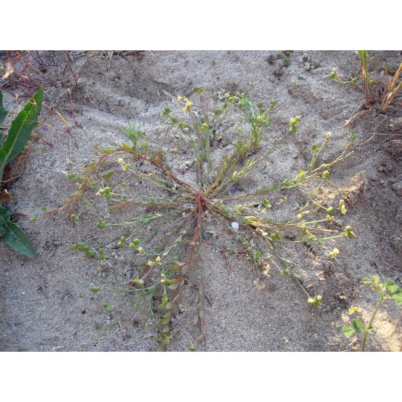linaria flava (poir.) desf. subsp. sardoa (sommier) a. terracc.