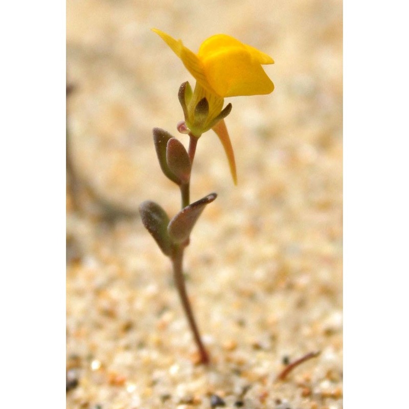 linaria flava (poir.) desf. subsp. sardoa (sommier) a. terracc.