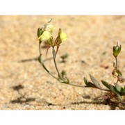 linaria flava (poir.) desf. subsp. sardoa (sommier) a. terracc.