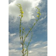 linaria genistifolia (l.) mill.