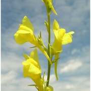 linaria genistifolia (l.) mill.