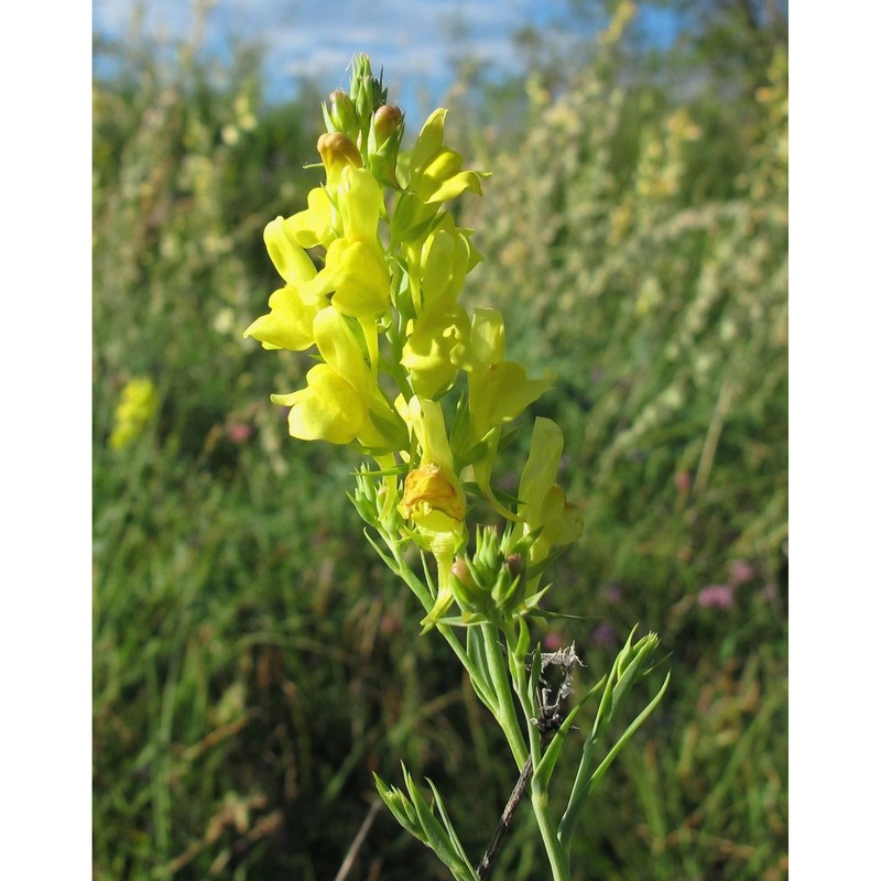 linaria genistifolia (l.) mill.