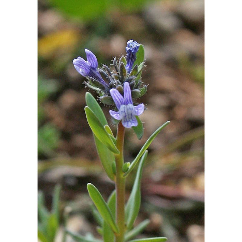 linaria micrantha (cav.) hoffmanns. et link