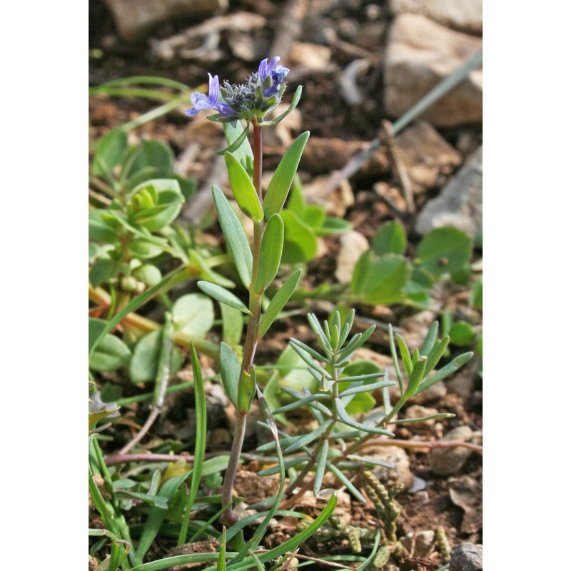 linaria micrantha (cav.) hoffmanns. et link