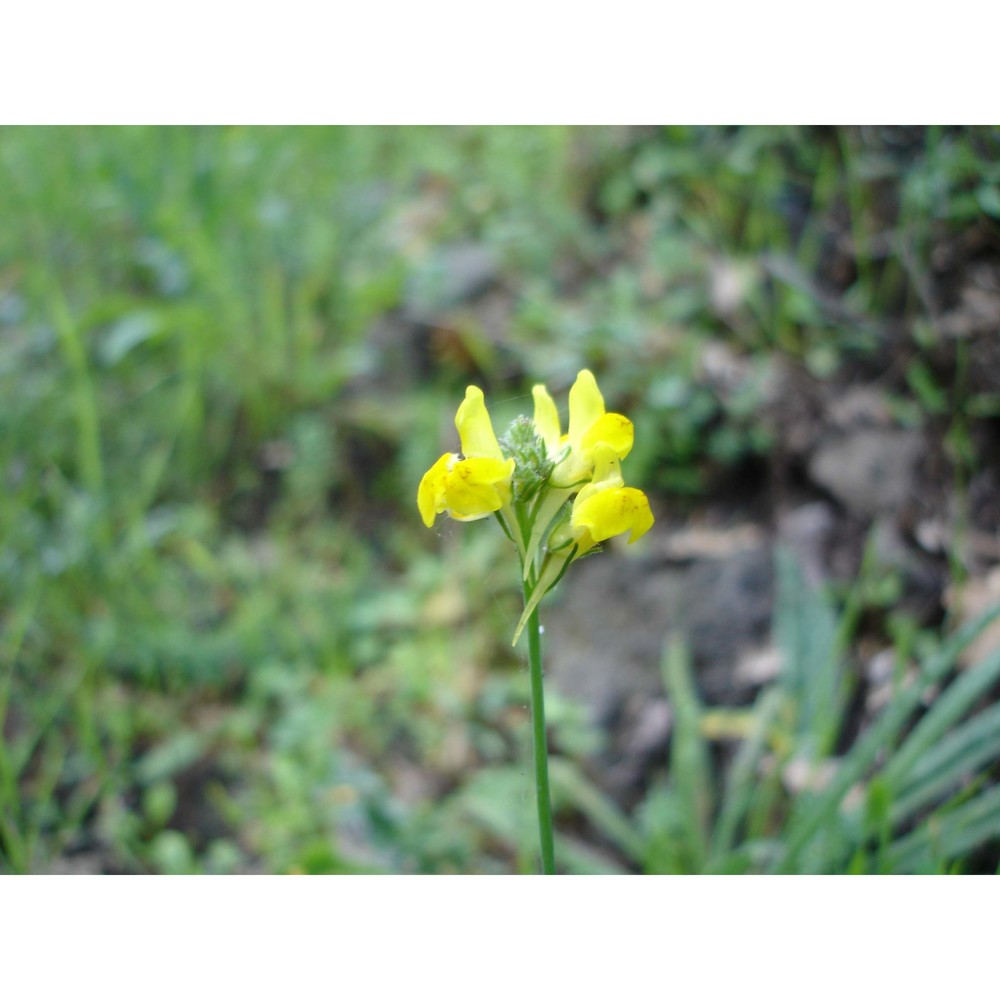 linaria multicaulis (l.) mill.